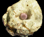 the barrel or loggerhead sponge Spheciospongia vesparium from shallow shelf waters in the South Atlantic Bight, with Lytechinus variegatus (short-spined sea urchin) in cavity